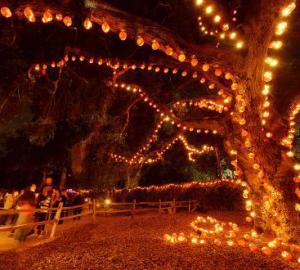 5,000 Jack-O'-Lanterns Mark Halloween