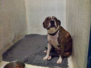 This Staffy girl was found straying on the streets of Croydon