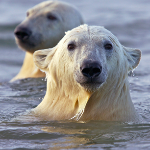 Polar bear cubs swim in the Arctic Ocean