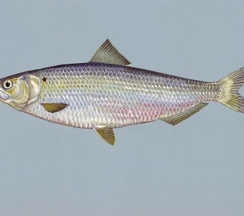 A blueback herring.