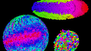 ScienceTake | How an Embryo Grows