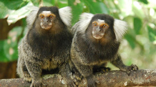 ScienceTake | Marmoset See, Marmoset Do