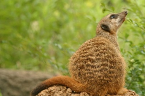 Meerkats are popular at the Dallas Zoo.