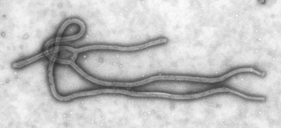 ebolawikicommons.jpg