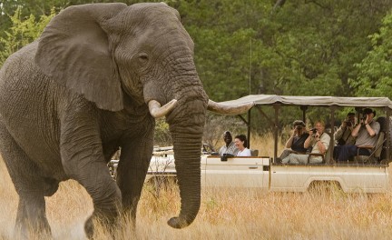 Interact with semi-habituated elephants at Sanctuary Stanley’s Camp