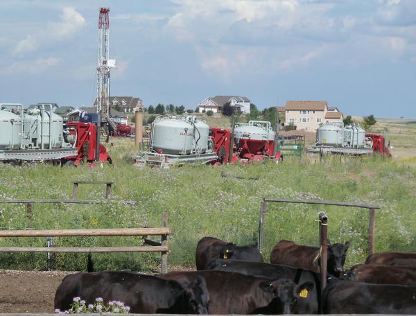 Cows cluster in a pen as truck drivers await orders and a crew drills for oil near Pelican Ranch homes in Weld County, about 7 miles east of Platteville,