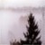 foggy_tree_61x