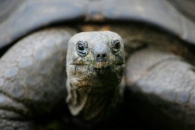 A giant turtle is pictured at the zoo in Duisburg on Sept. 24, 2007.