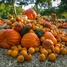 : Dallas Arboretum presents 2014 Autumn at the Arboretum