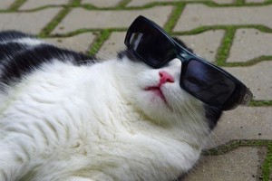 cat with sunglasses