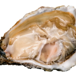 527063_606364-oyster2