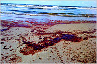 Readers' Photos: Gulf Oil Spill