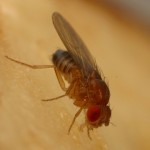 Stanford Scientists Use Fruit Flies to Study Diabetes