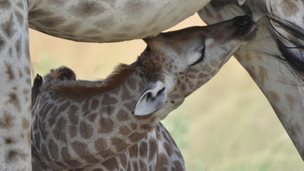 Young giraffe suckling