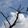 Over 300 million forested trees have been lost to the Texas drought.