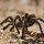 California's Tarantulas Are on the Move During Mating Season