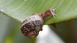 A snail on a leaf