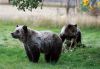 Fewer grizzly bears dying in Yellowstone area