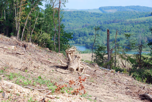 Clearcut in Cross Creek Park for more Marcellus drilling