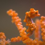 Pygmy Seahorses: Masters of Camouflage