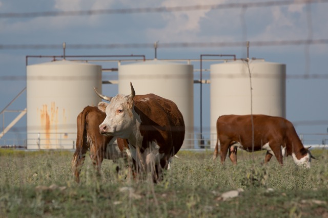 Cows graze in front of an Energy Transfer Company site in Hood County. ©2013 Julie Dermansky 