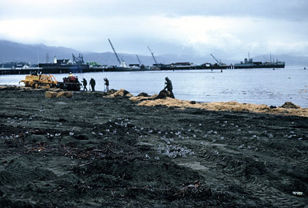 Spilled oil coating the shoreline at Santa Barbara’s Ledbetter Beach, 1969