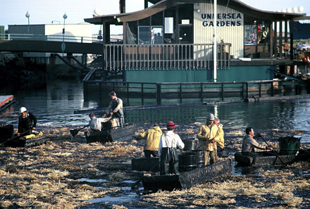 Oil erupts from a drilling blowout at Platform A, Santa Barbara Channel, 1969