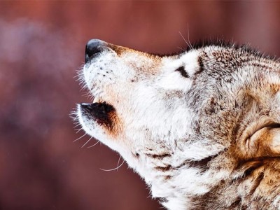Gray wolf. (Nagel Photography / Shutterstock)
