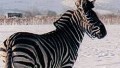 How to tame a zebra?