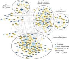 ASD genes in neuronal networks.