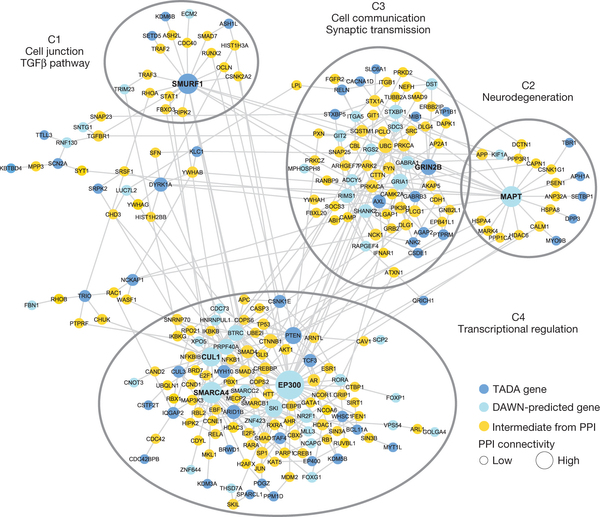 ASD genes in neuronal networks.