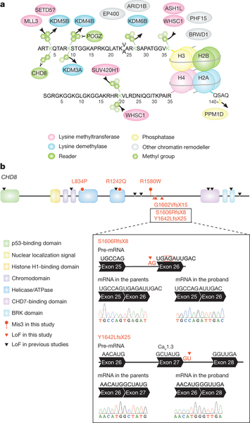 ASD genes in chromatin remodelling.