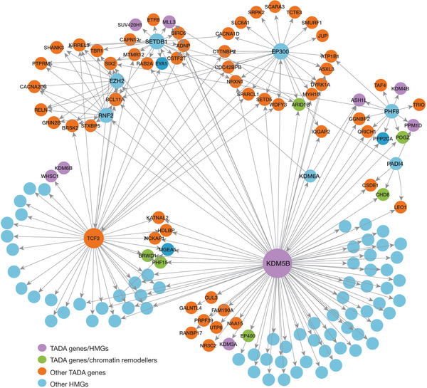 Transcription regulation network of TADA genes.