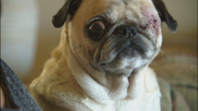 A Vet Removed This Old Pug's Eye Without Asking Her Owner First