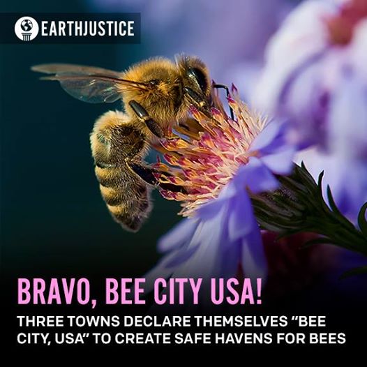 Photo: BRAVO! At least three American towns have declared themselves "Bee City, USA" by putting in place smart policies that help protect and restore honeybee colonies. http://ejus.tc/1t63f9Q

Asheville, NC, Talent, OR, and Carrboro, NC deserve big kudos for leading the way in honeybee protection. These three towns have passed laws promoting native and sustainably grown plants that bees favor, encouraged eco-friendly farming practices, and prominently displayed signage educating local residents about the plight of honeybees. 

Click SHARE or LIKE to thank Asheville, Talent, and Carrboro for their real leadership in honeybee protection! Leave a nice message for the town officials below :-)