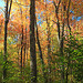 Thomas Darling Preserve at Two-Mile Run (10)