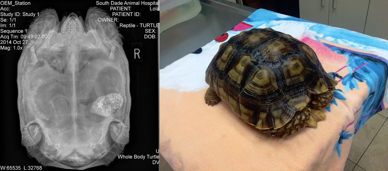 Sick Tortoise's X-Ray Shocked Her Doctor