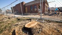 Freshly-cut stumps of six large live oak trees are seen near the side of a Wendy's near the intersection of North and Kirby on Thursday, Oct. 30, 2014, in Houston. Overnight, the trees were cut down to make room for an expansion of the existing fast food restaurant at the corner. They did not have prior approval from the city. The trees were planted approximately 20 years ago by Trees For Houston on behalf of the Boulevard Oaks Civic Association.