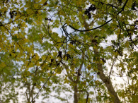 Woodland Trust Inspect Trees For Signs Of Ash Dieback Disease