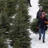 Shoppers select a Christmas tree in December, 2010.