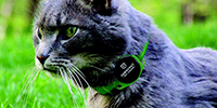 This App Uses Your Neighbors' Phones to Find Your Lost Pet