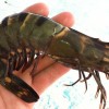 An Asian Tiger Prawn caught last September near Little Lake in Larose, LA