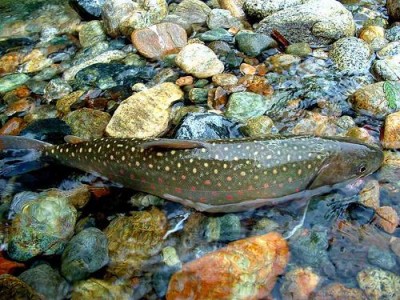 bull_trout_in_shallows_CFC