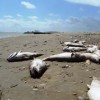 Dead redfish along the shores of the Brownsville Ship Channel during a red tide in September 2011.