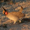 The Lesser Prairie Chicken was proposed for listing as "threatened" recently by the US Fish and Wildlife Service.