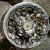 Zebra mussels clustered in a boat propeller.