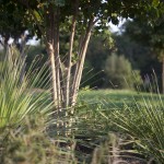 The Environmental Defense Fund works to protect ecosystems on which all life depends. In Austin, vegetation thrives in a field near the mixed-use Mueller Development. Photo by Lizzie Chen for KUT News.