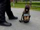 Cachorro policía derrite de ternura a cibernautas