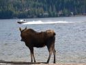 Irmelin Shively took this photo in mid-October of a "moose watching the boats go by" in Grand Lake.