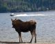 Irmelin Shively took this photo in mid-October of a "moose watching the boats go by" in Grand Lake.